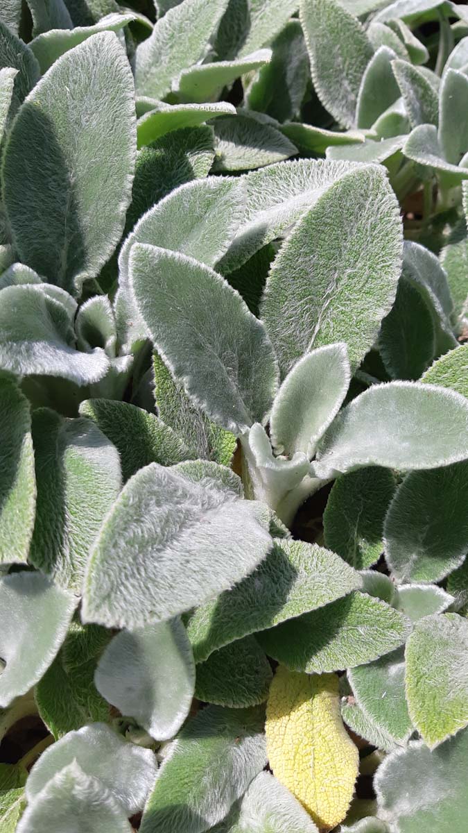 Stachys byzantina 'Silver Carpet'
