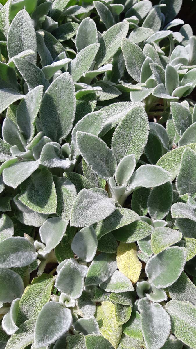 Stachys byzantina 'Silver Carpet'