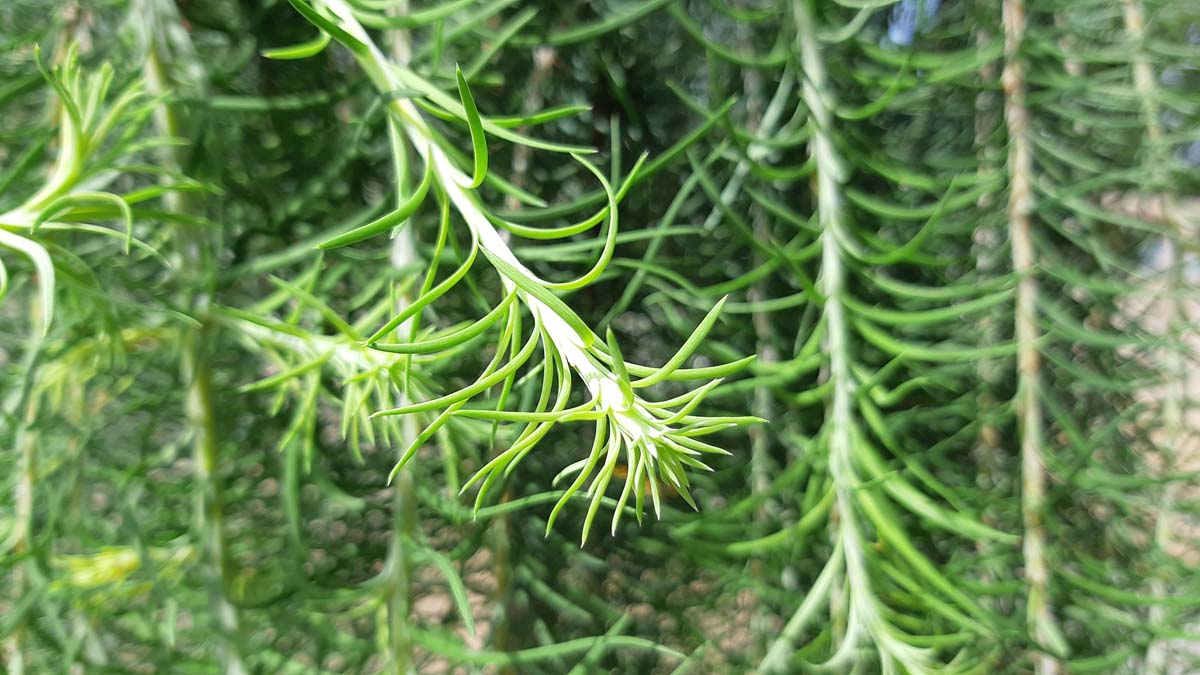 Larix kaempferi 'Stiff Weeper' op stam