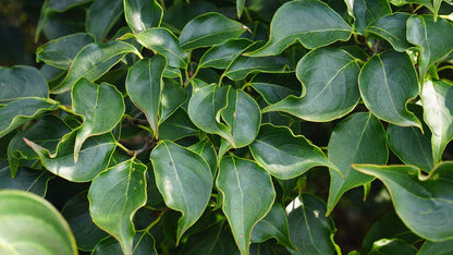 Cornus kousa 'National' meerstammig / struik
