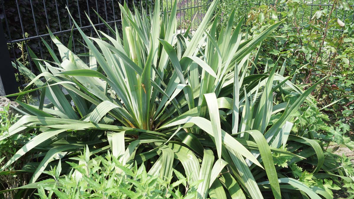 Yucca filamentosa op stam