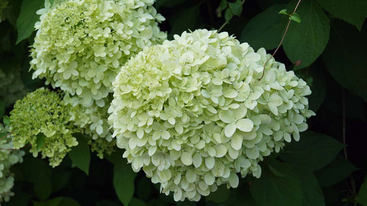 Hydrangea paniculata 'Limelight' solitair