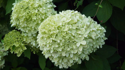 Hydrangea paniculata 'Limelight' haagplant bloem