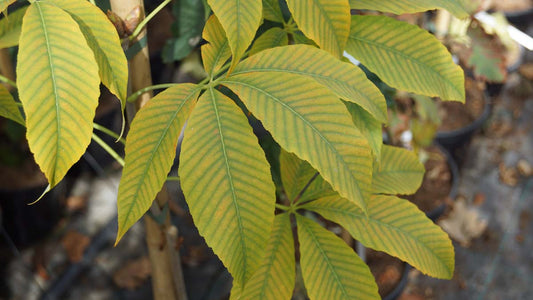 Aesculus neglecta 'Autumn Fire' solitair blad