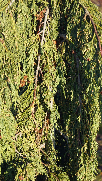 Chamaecyparis nootkatensis 'Green Arrow' meerstammig / struik