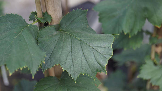 Crataegus mollis op stam