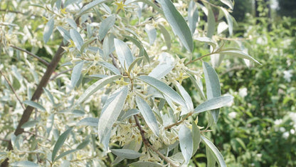 Elaeagnus 'Quicksilver' Tuinplanten