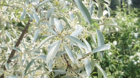 Elaeagnus 'Quicksilver' solitair blad