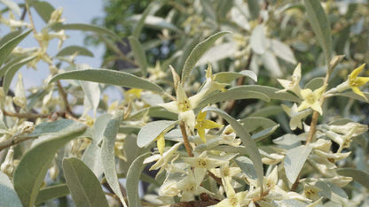 Elaeagnus 'Quicksilver' Tuinplanten