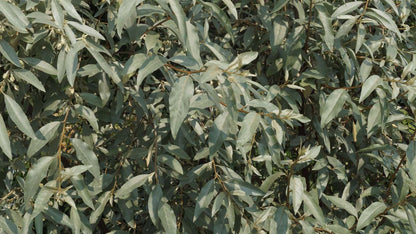 Elaeagnus 'Quicksilver' Tuinplanten