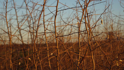 Elaeagnus 'Quicksilver' Tuinplanten