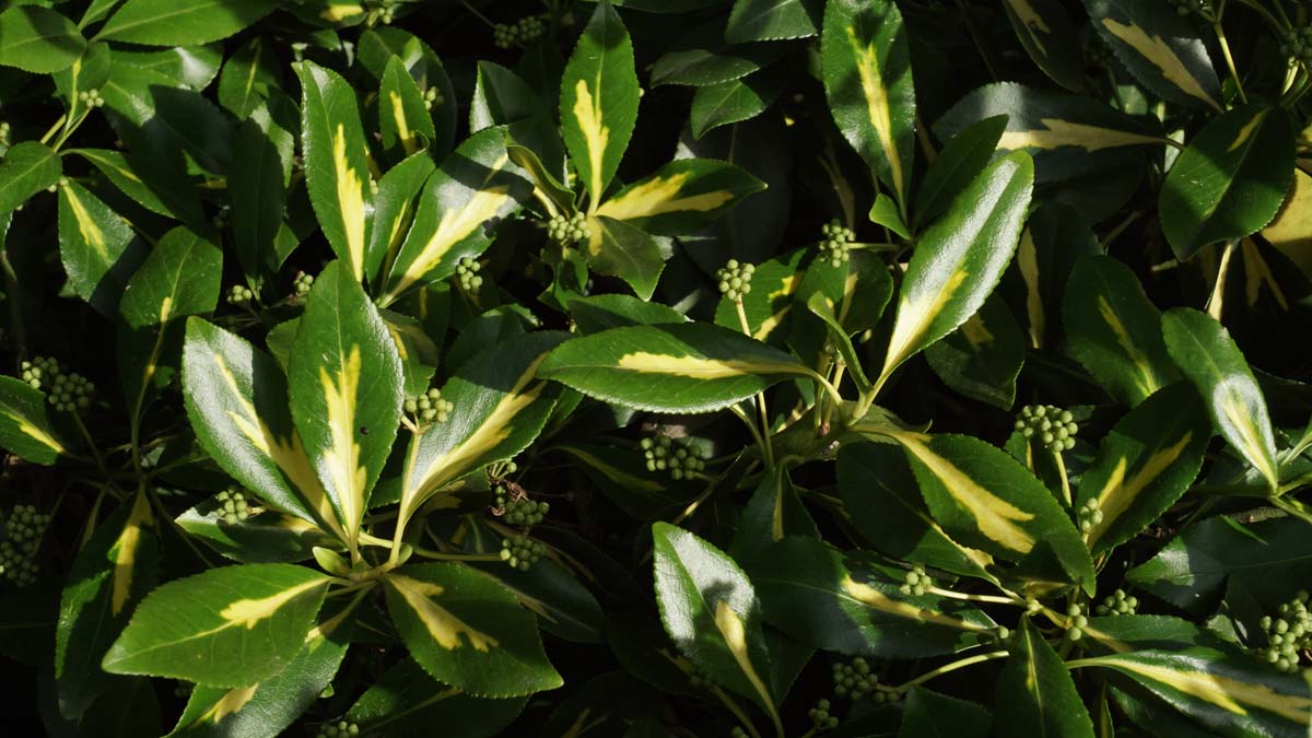 Euonymus japonicus 'Gold Queen'