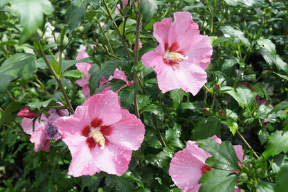 Hibiscus syriacus 'Aphrodite' meerstammig / struik