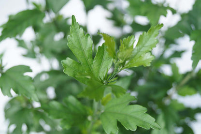 Hibiscus syriacus 'Aphrodite' Tuinplanten