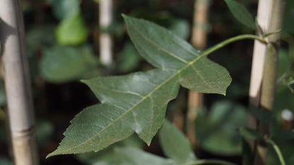 Malus toringoides 'Mandarin' meerstammig / struik