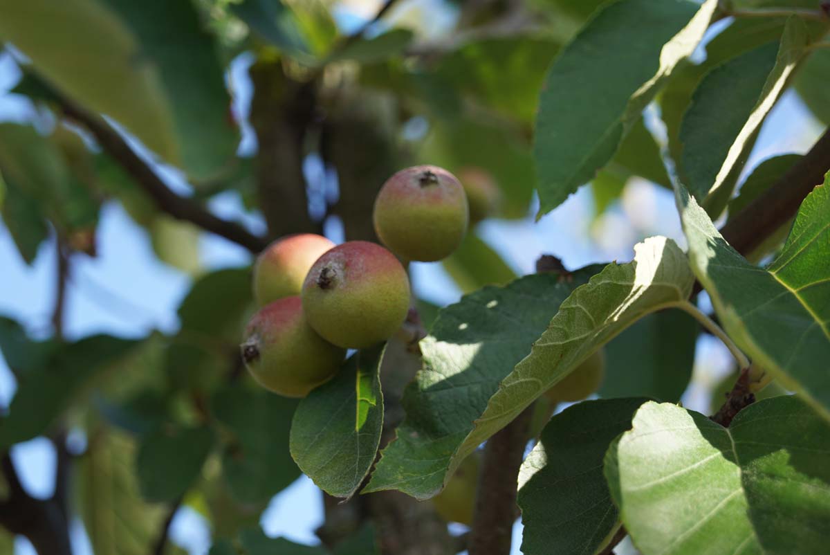 Malus tschonoskii 'Thalys' op stam