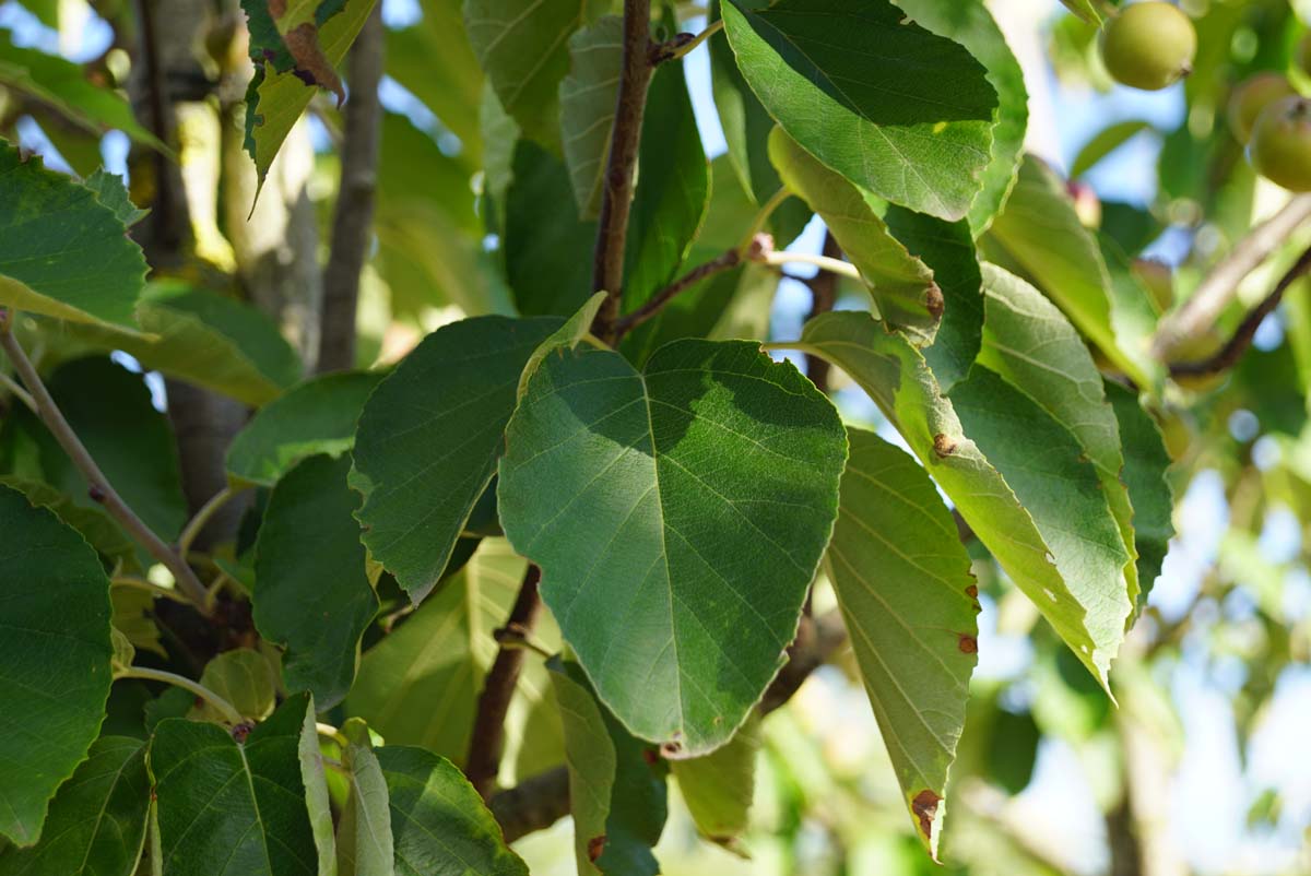 Malus tschonoskii 'Thalys' op stam