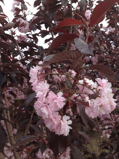 Prunus serrulata 'Royal Burgundy' haagplant bloesem