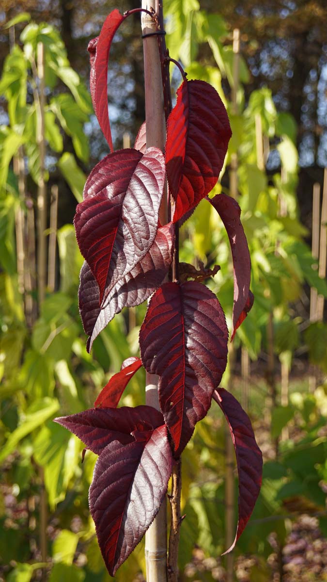 Prunus serrulata 'Royal Burgundy' leiboom blad