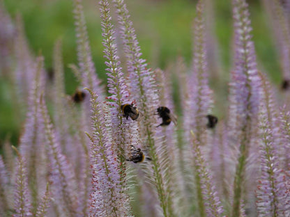 Veronicastrum virginicum 'Lavendelturm' biodiversiteit