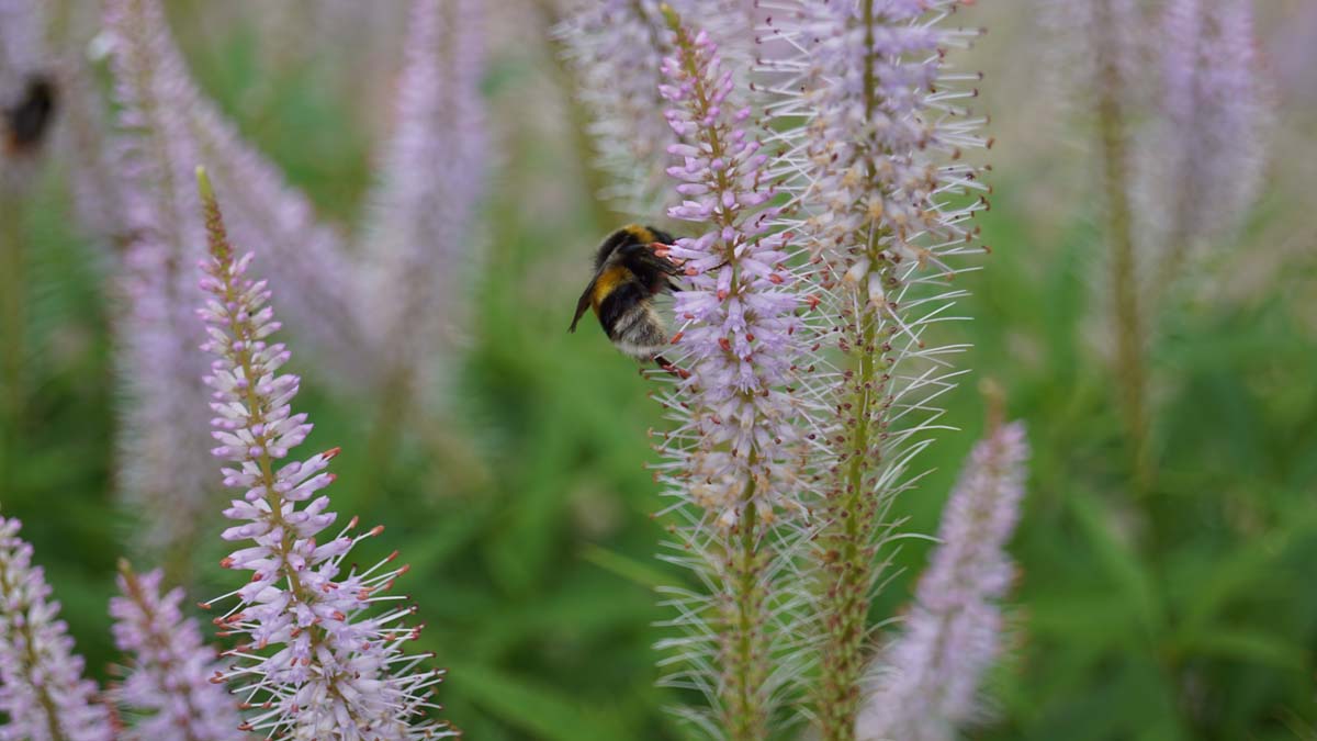 Veronicastrum virginicum 'Lavendelturm' biodiversiteit