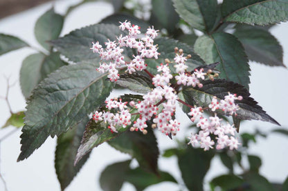 Sambucus nigra 'Gerda' meerstammig / struik