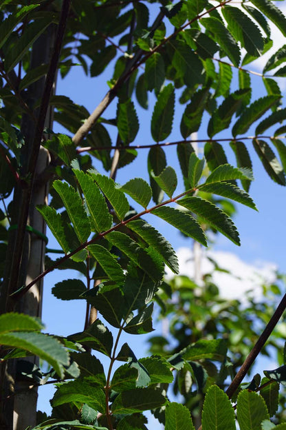 Sorbus aucuparia 'Michred' op stam blad
