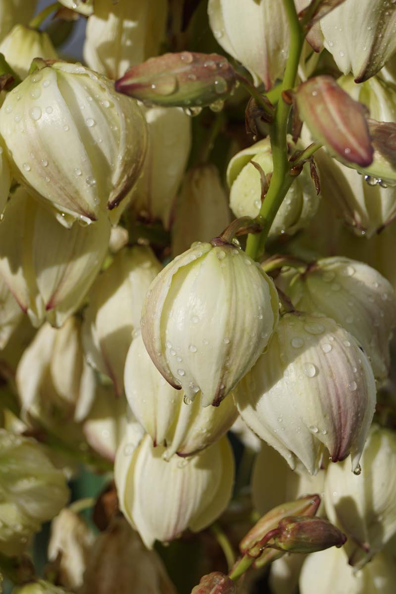 Yucca gloriosa 'Variegata' bloem