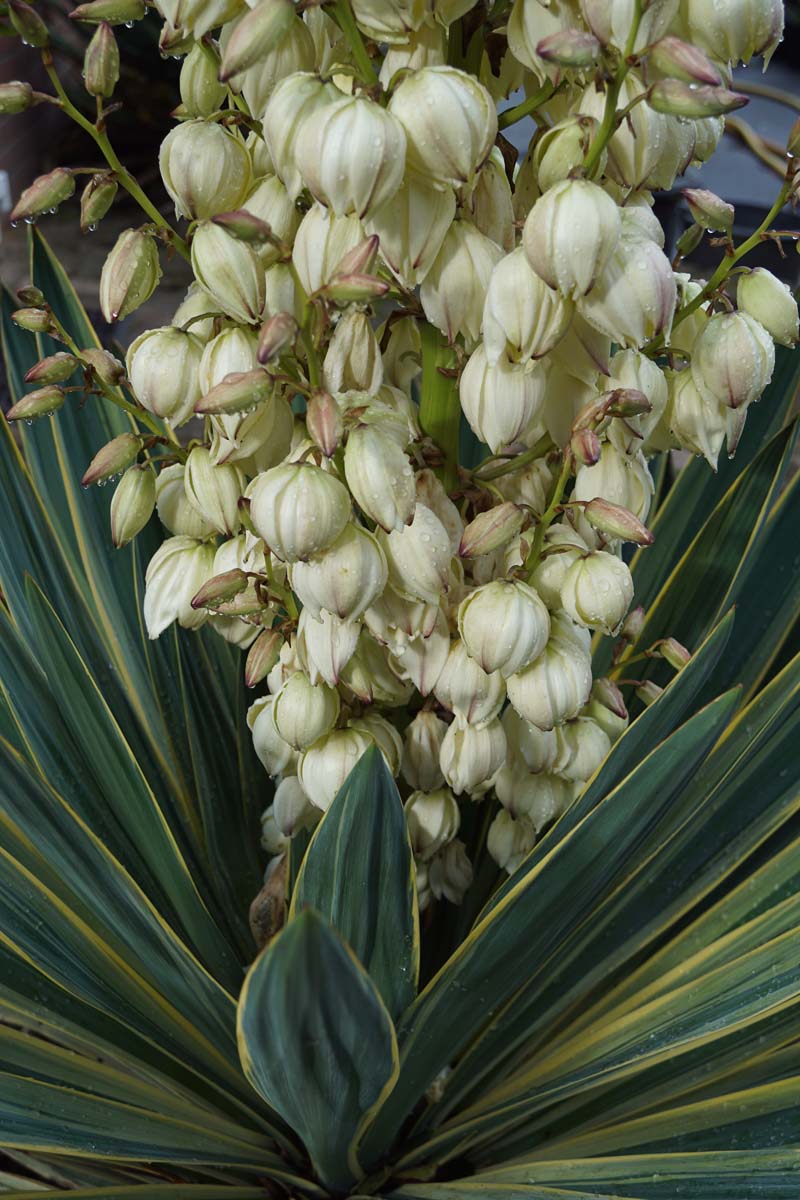 Yucca gloriosa 'Variegata' op stam bloem