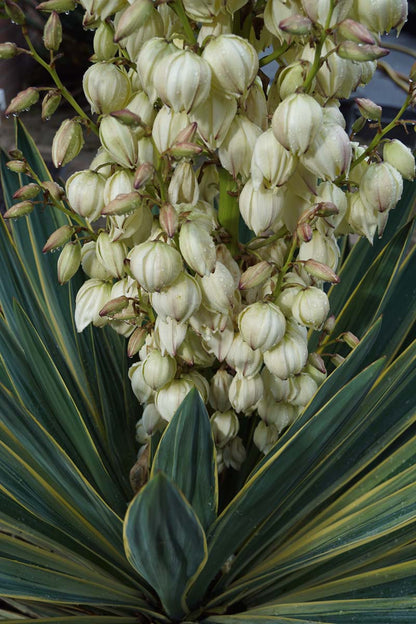 Yucca gloriosa 'Variegata' op stam bloem