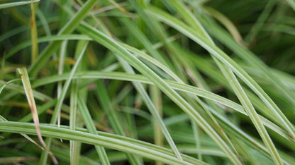 Carex 'Silver Sceptre'