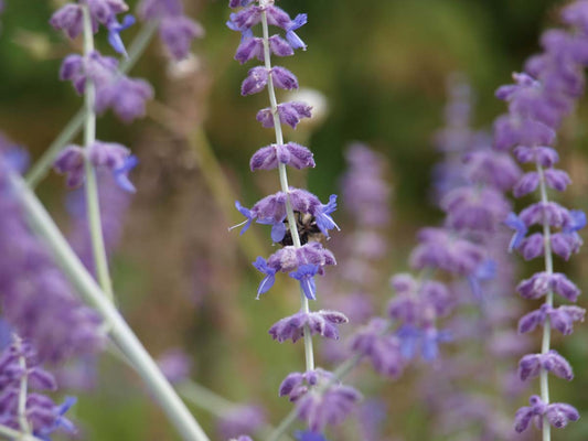 Perovskia atriplicifolia 'Little Spire'