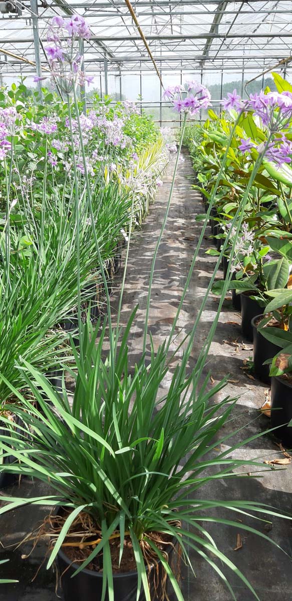 Tulbaghia violacea op stam