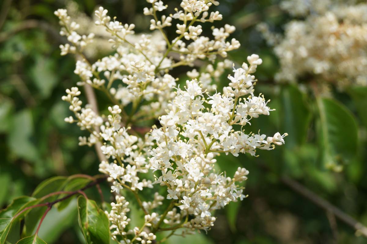 Syringa pekinensis 'Pendula' meerstammig / struik