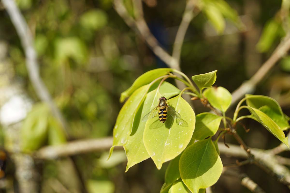 Syringa pekinensis 'Pendula' meerstammig / struik