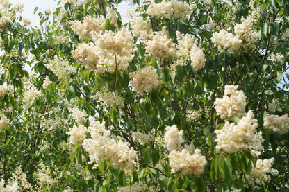 Syringa pekinensis 'Pendula' meerstammig / struik