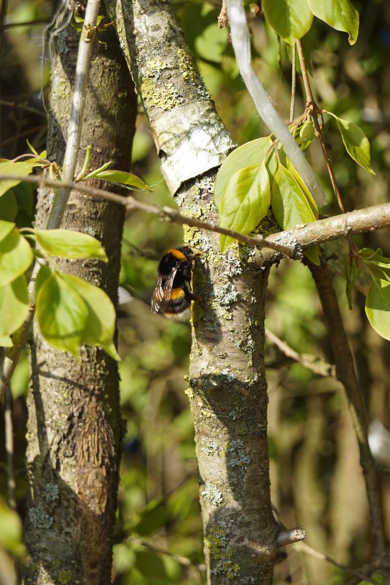 Syringa pekinensis 'Pendula' meerstammig / struik