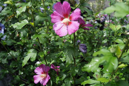 Hibiscus syriacus 'Floru' op stam bloem