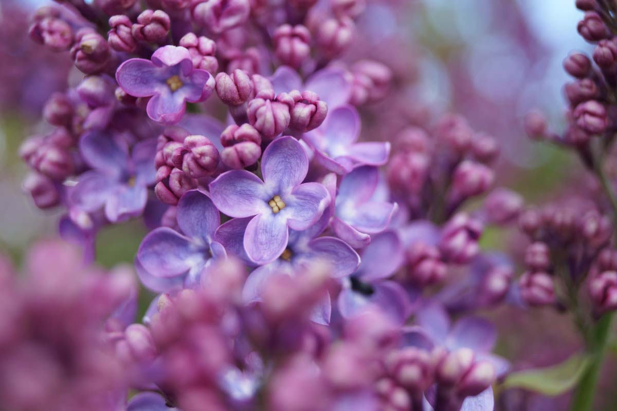 Syringa vulgaris 'Sarah Sands' Tuinplanten