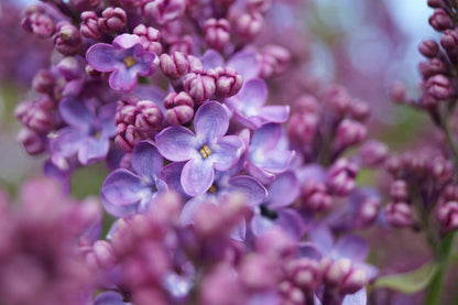 Syringa vulgaris 'Sarah Sands' Tuinplanten