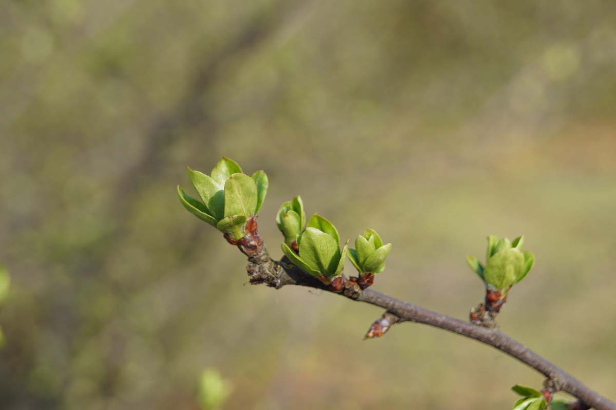 Syringa vulgaris 'Victor Lemoine' Tuinplanten
