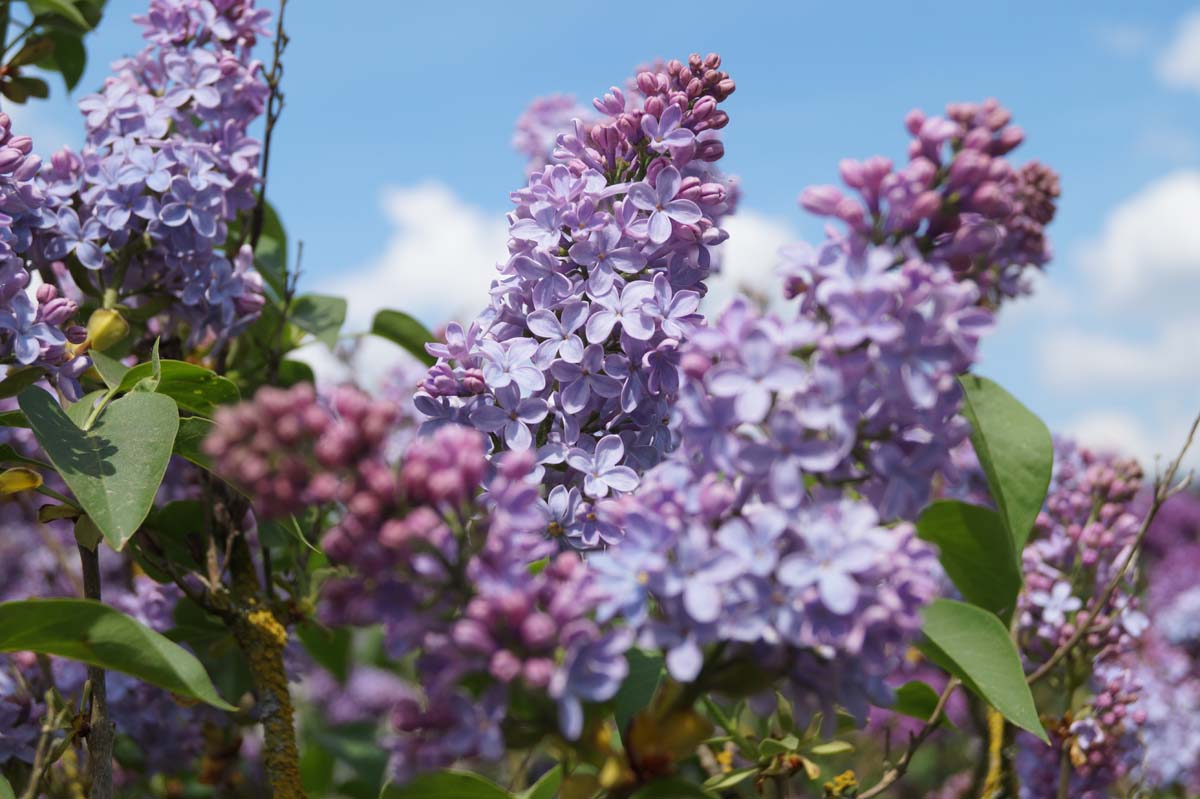 Syringa vulgaris 'Albert F. Holden' meerstammig / struik