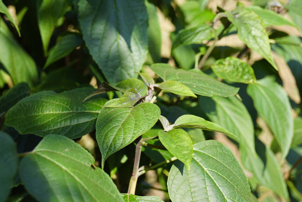 Clerodendrum trichotomum 'Purple Blaze' solitair blad