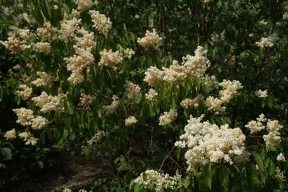 Syringa pekinensis 'Yellow Fragrance' op stam bloesem