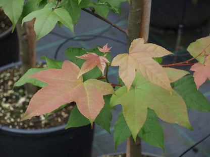 Liquidambar acalycina meerstammig / struik herfstkleur