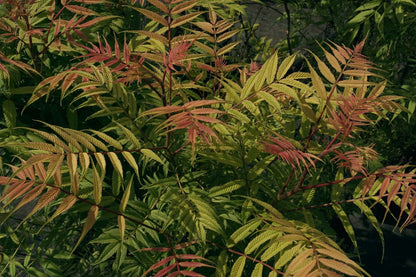 Sorbaria sorbifolia 'Sem'