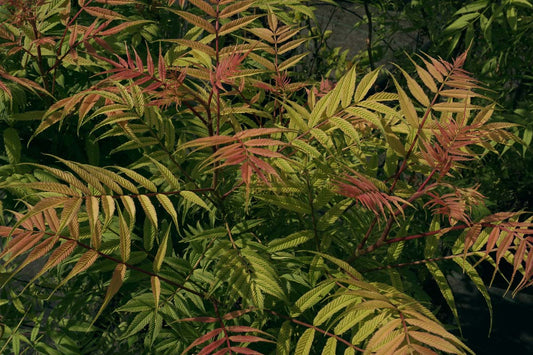 Sorbaria sorbifolia 'Sem' op stam