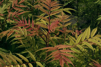 Sorbaria sorbifolia 'Sem'