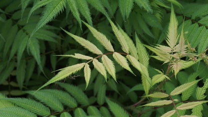 Sorbaria sorbifolia 'Sem' op stam