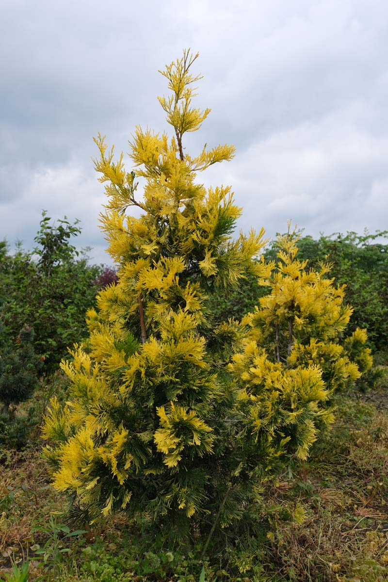 Calocedrus decurrens solitair solitair